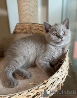 Photo №1. british shorthair - for sale in the city of Warka | 264$ | Announcement № 68993
