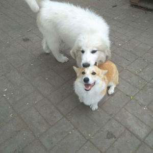 Photo №2 to announcement № 2556 for the sale of great pyrenees - buy in Russian Federation from nursery