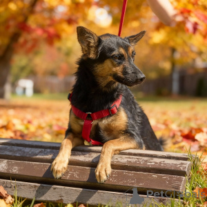 Photo №4. I will sell non-pedigree dogs in the city of Moscow river. private announcement - price - Is free