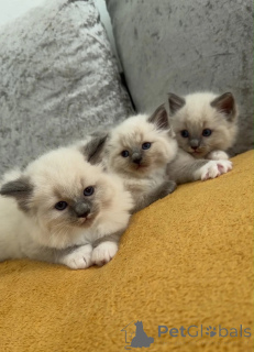 Photo №1. ragdoll - for sale in the city of Grafenwöhr | 361$ | Announcement № 174541