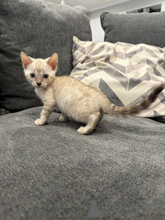 Photo №2 to announcement № 152746 for the sale of bengal cat - buy in Switzerland private announcement