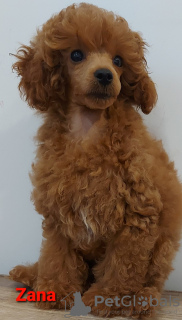 Photo №3. Toy Poodle puppies for sale. Serbia