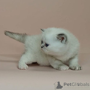 Photo №1. exotic shorthair - for sale in the city of Charleroi | negotiated | Announcement № 160502