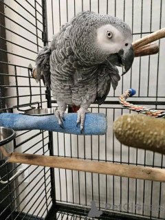 Photo №2 to announcement № 161305 for the sale of  - buy in United States 