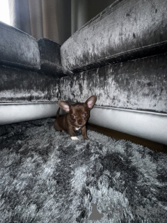 Photo №3. Wunderschöne, beim KC registrierte Chihuahuas. Germany