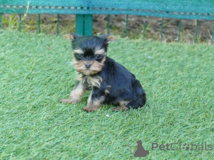 Photo №1. yorkshire terrier - for sale in the city of Limbourg | Is free | Announcement № 164627