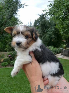 Photo №1. beaver yorkshire terrier - for sale in the city of Bielefeld | negotiated | Announcement № 140368