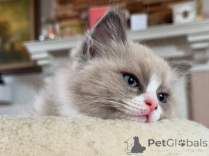Photo №1. ragdoll - for sale in the city of Aiola | negotiated | Announcement № 155404