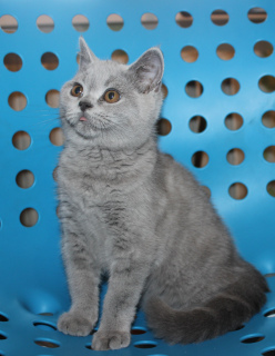 Photo №1. british shorthair - for sale in the city of Gomel | 150$ | Announcement № 3678