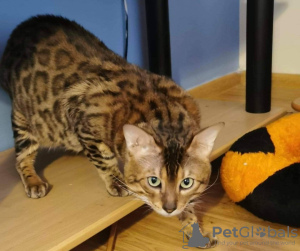 Photo №3. Bengal tomcat. Poland