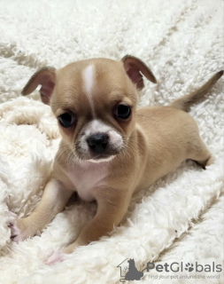 Additional photos: Chihuahua puppies