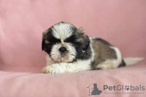 Photo №4. I will sell shih tzu in the city of Wrocław. private announcement, from nursery, breeder - price - 532$