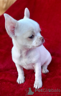 Photo №1. chihuahua - for sale in the city of Poznan | 845$ | Announcement № 7889