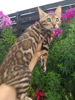 Photo №1. bengal cat - for sale in the city of Minsk | 1000$ | Announcement № 824