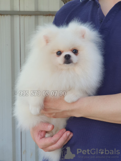 Photo №1. pomeranian - for sale in the city of Tbilisi | negotiated | Announcement № 107379