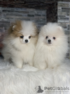 Photo №1. pomeranian - for sale in the city of Абботсфорд | 4000$ | Announcement № 78748