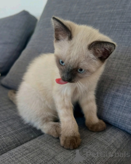Photo №2 to announcement № 170649 for the sale of siamese cat - buy in Netherlands breeder