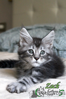 Photo №1. maine coon - for sale in the city of St. Petersburg | 743$ | Announcement № 11292