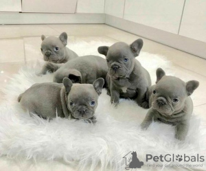 Photo №1. french bulldog - for sale in the city of Антверпен | Is free | Announcement № 118037