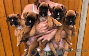 Photo №2 to announcement № 167479 for the sale of boxer - buy in Denmark private announcement, breeder