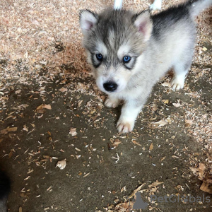 Photo №1. siberian husky - for sale in the city of Paris | negotiated | Announcement № 71048