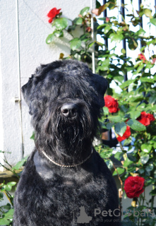 Photo №3. Black Russian Terrier. Poland