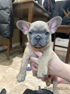 Photo №1. french bulldog - for sale in the city of Warsaw | Is free | Announcement № 162685