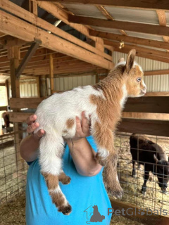 Photo №2 to announcement № 161735 for the sale of  - buy in Germany 