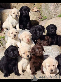 Photo №1. labrador retriever - for sale in the city of Venlo | negotiated | Announcement № 168393