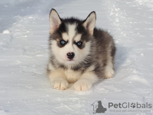 Photo №1. siberian husky - for sale in the city of Москва | 2016$ | Announcement № 9373