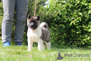 Photo №2 to announcement № 103374 for the sale of american akita - buy in Russian Federation from nursery, breeder