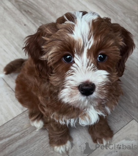 Photo №2 to announcement № 173325 for the sale of labradoodle - buy in Poland private announcement