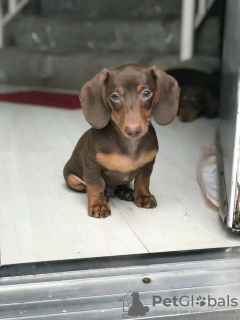 Photo №1. dachshund - for sale in the city of Leppin | negotiated | Announcement № 129189