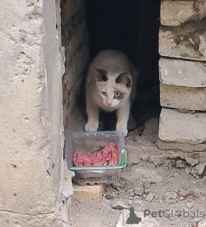 Photo №4. I will sell  in the city of Vladimir.  - price - Is free