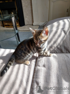 Photo №4. I will sell bengal cat in the city of Ysselsteyn. private announcement - price - 370$