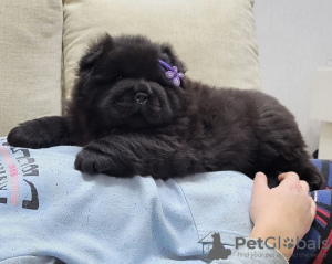 Additional photos: Chow Chow Male Puppies For Sale!