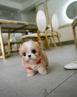 Photo №1. cavalier king charles spaniel - for sale in the city of Berlin | negotiated | Announcement № 167503