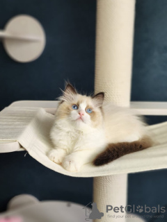 Photo №2 to announcement № 127673 for the sale of ragdoll - buy in Belgium private announcement, breeder