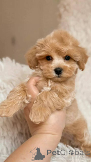 Photo №3. Playful Maltipoo Pups Hypoallergenic & Family-Friendly. Switzerland
