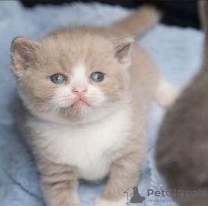 Photo №4. I will sell british shorthair in the city of Гамбург. private announcement - price - 317$