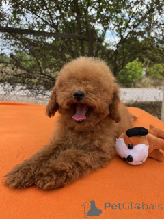 Photo №4. I will sell poodle (toy) in the city of Kiev. private announcement, from nursery, breeder - price - 1506$