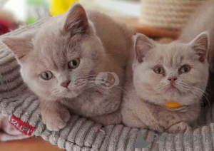 Photo №1. british shorthair - for sale in the city of Центральные Афины | Is free | Announcement № 125548