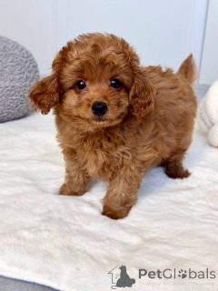 Photo №2 to announcement № 166908 for the sale of maltipu - buy in Austria 