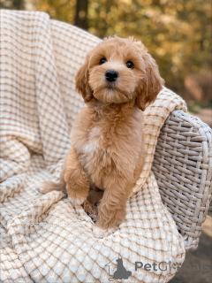 Photo №2 to announcement № 159069 for the sale of labradoodle - buy in Germany breeder