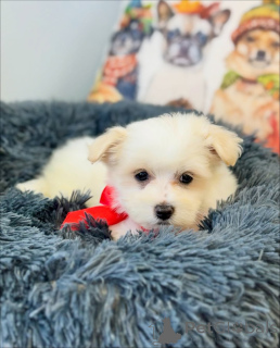 Photo №1. maltese dog - for sale in the city of Helsinki | 516$ | Announcement № 164005