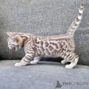 Photo №4. I will sell bengal cat in the city of Ettlingen. breeder - price - negotiated
