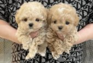 Photo №2 to announcement № 127009 for the sale of poodle (toy) - buy in Germany private announcement