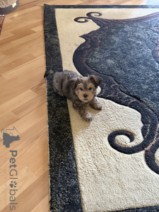 Photo №3. Yorkshire Terrier Puppy Mini Baby Face. Georgia