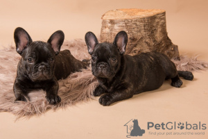 Photo №4. I will sell french bulldog in the city of Munich. private announcement, breeder - price - 423$