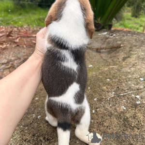 Photo №3. Beautiful Beagle puppies. Germany